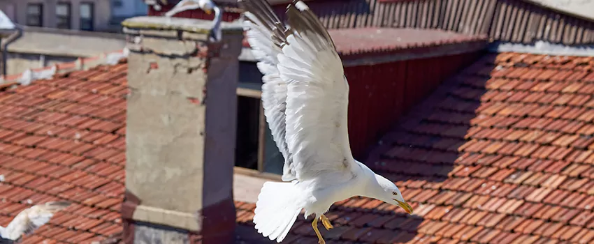 Residential Chimney Animal Removal Solution in Foster City, CA